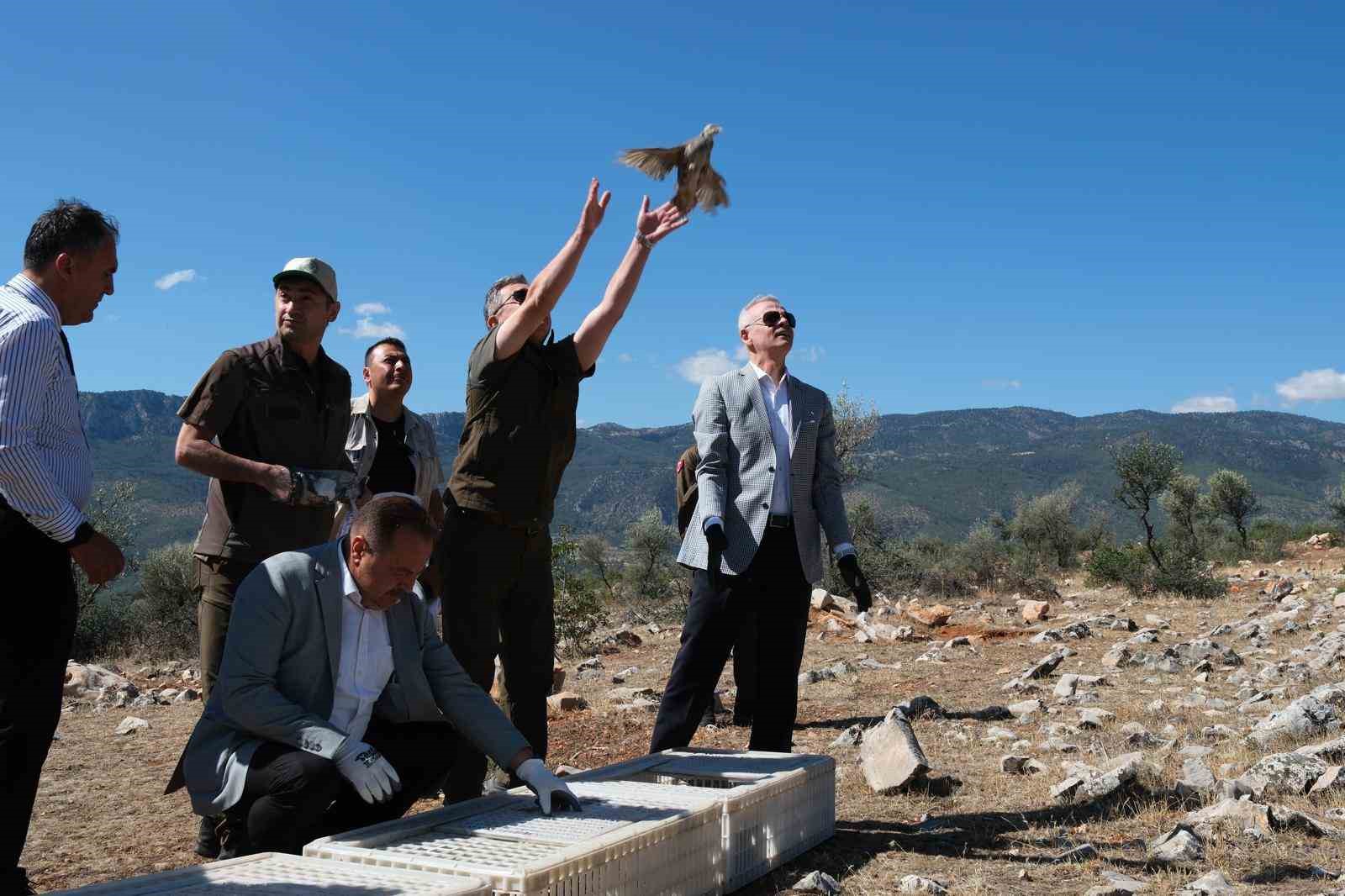 Karaman’da doğaya 500 kınalı keklik salındı