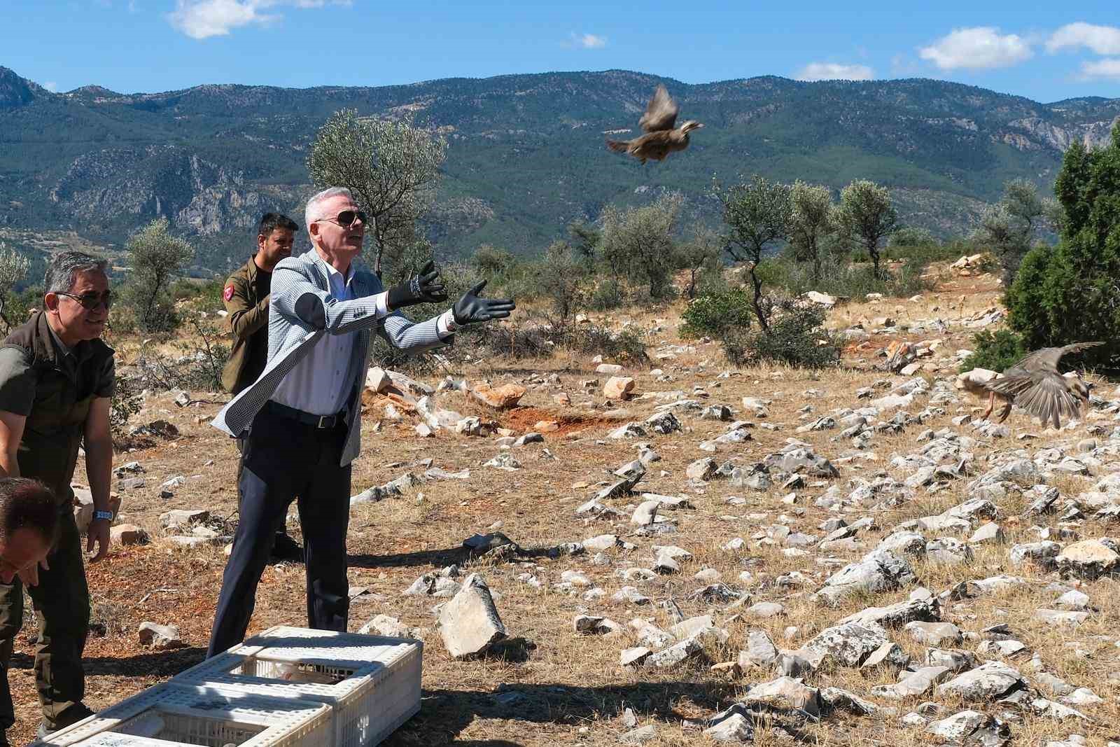 Karaman’da doğaya 500 kınalı keklik salındı