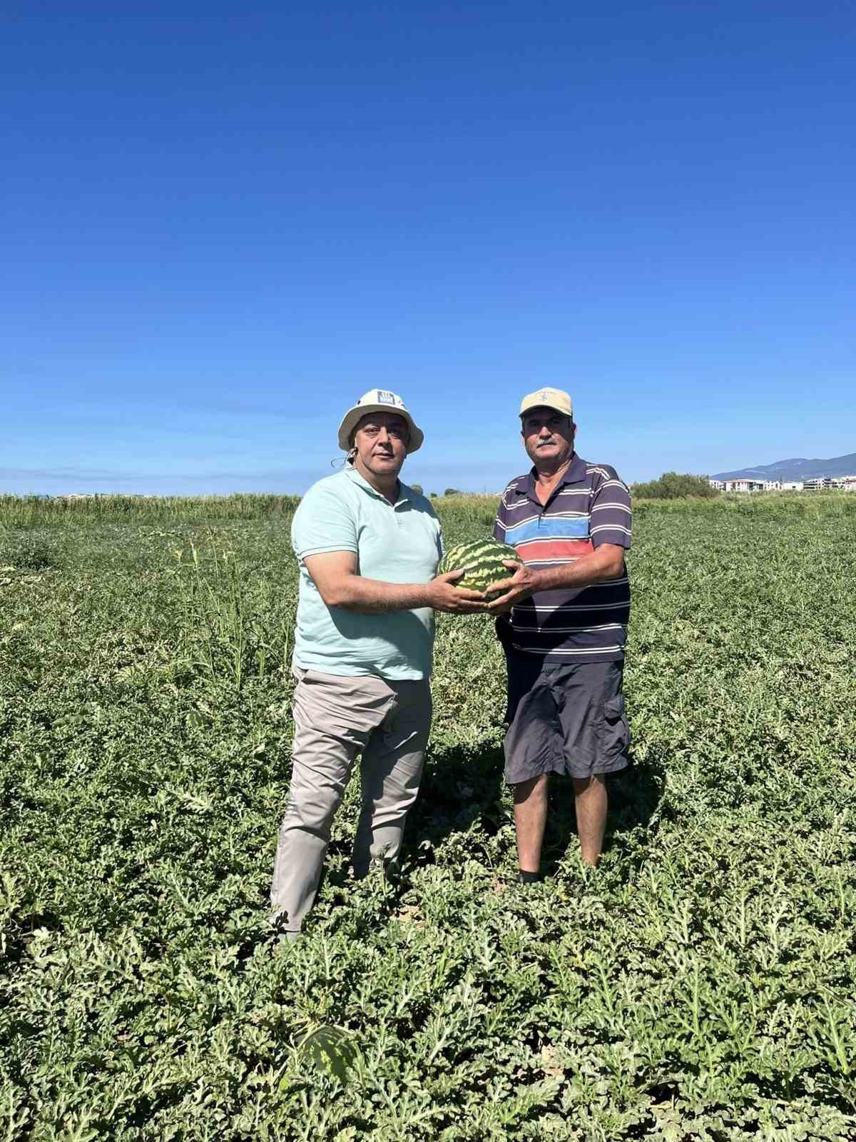 Edremit&rsquo;te kabağa aşılı karpuzlar rağbet g&ouml;rmedi
