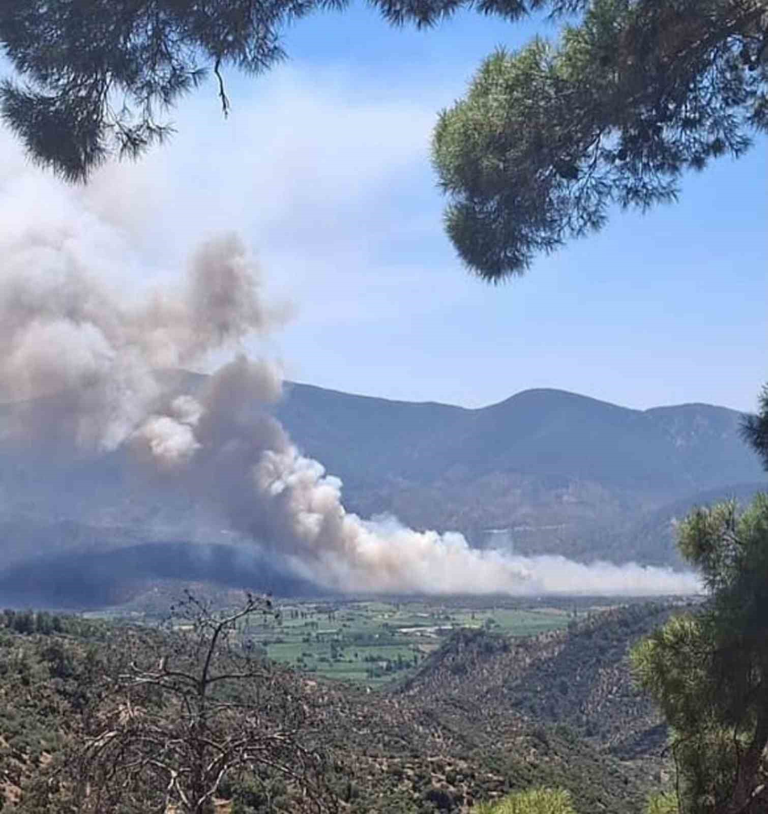 Milas Pınarcık’ta makilik ve zeytinlik alan yangını