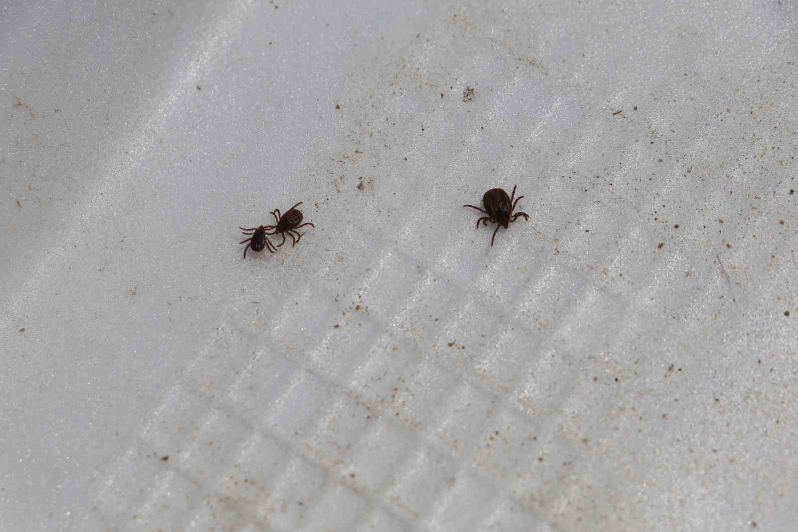 Uzmanı a&ccedil;ıkladı: "KKKA aşısının Faz-2 &ccedil;alışması Sivas&rsquo;ta yapılacak"
