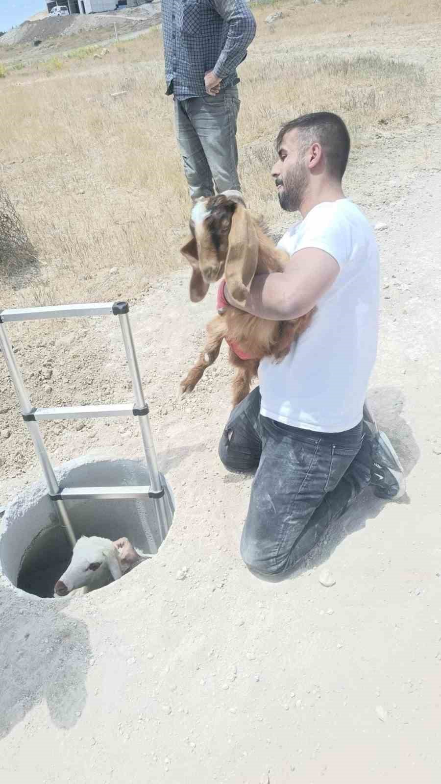Elazığ’da kuyuya düşen keçi ve koyunları itfaiye kurtardı
