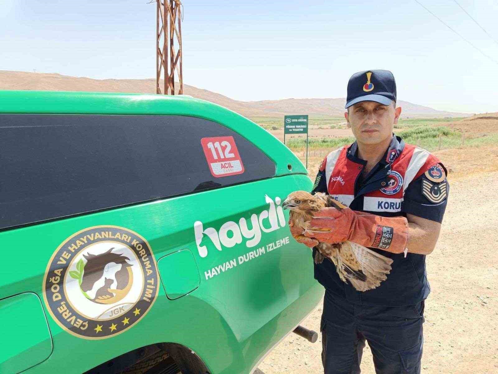 Yaralı şahin koruma altına alındı