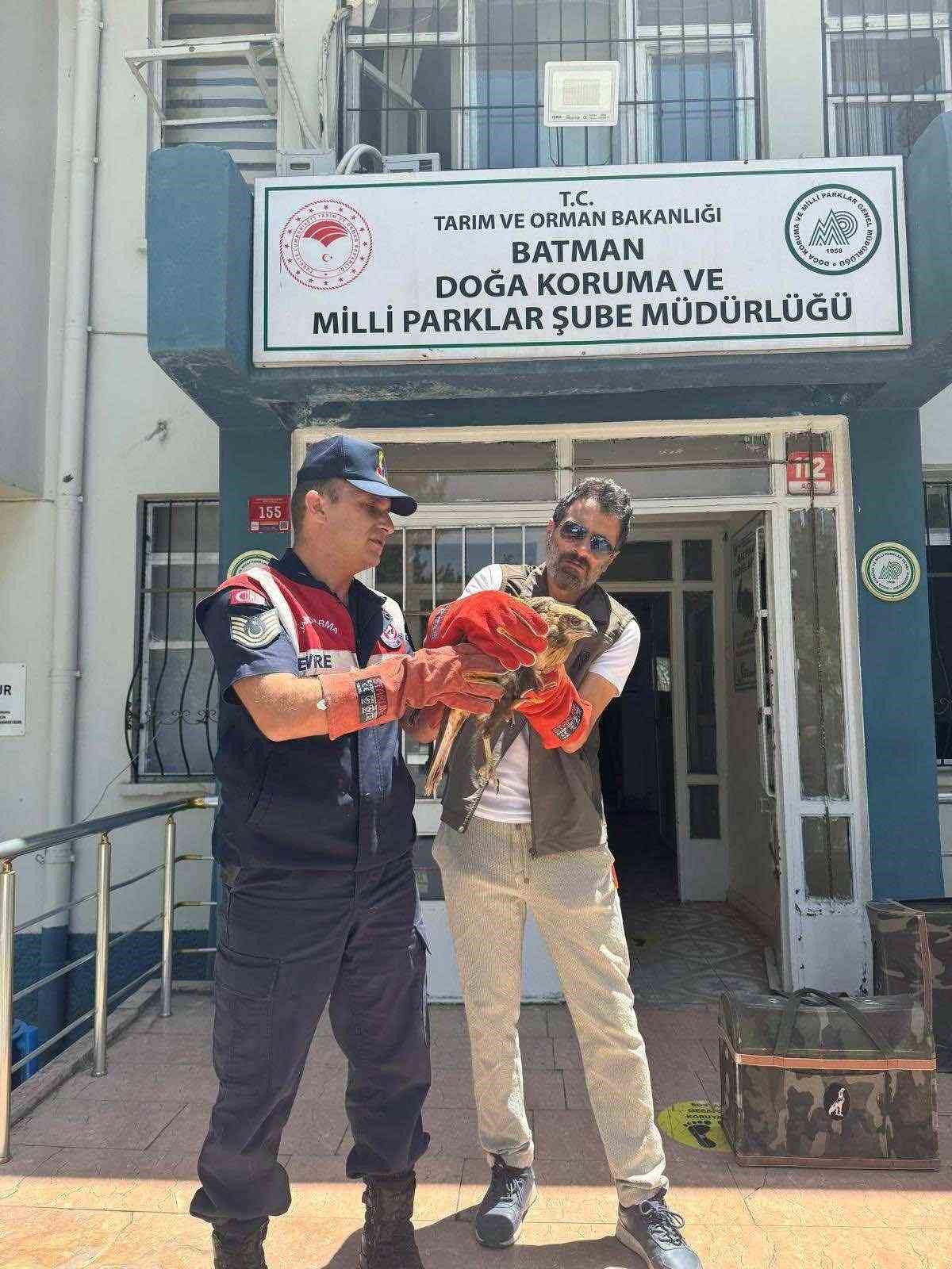 Yaralı şahin koruma altına alındı
