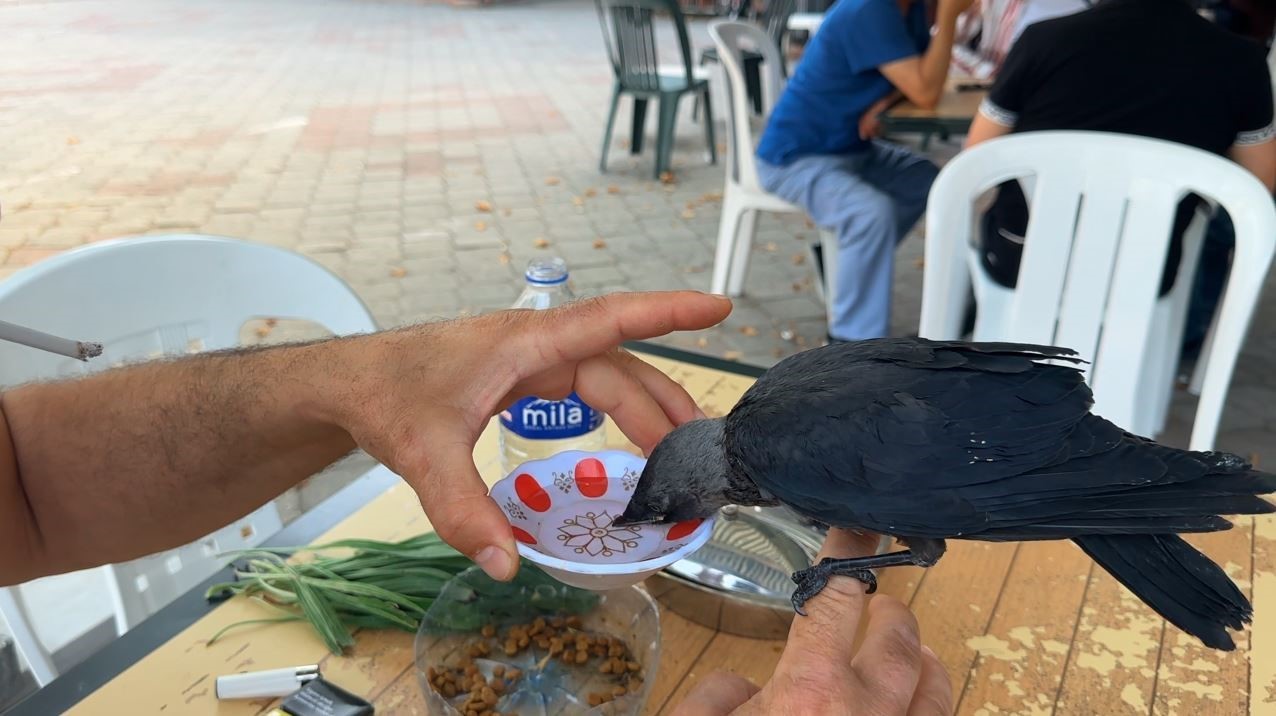 Aç ve susuz kalan yavru kargayı elleriyle besledi
