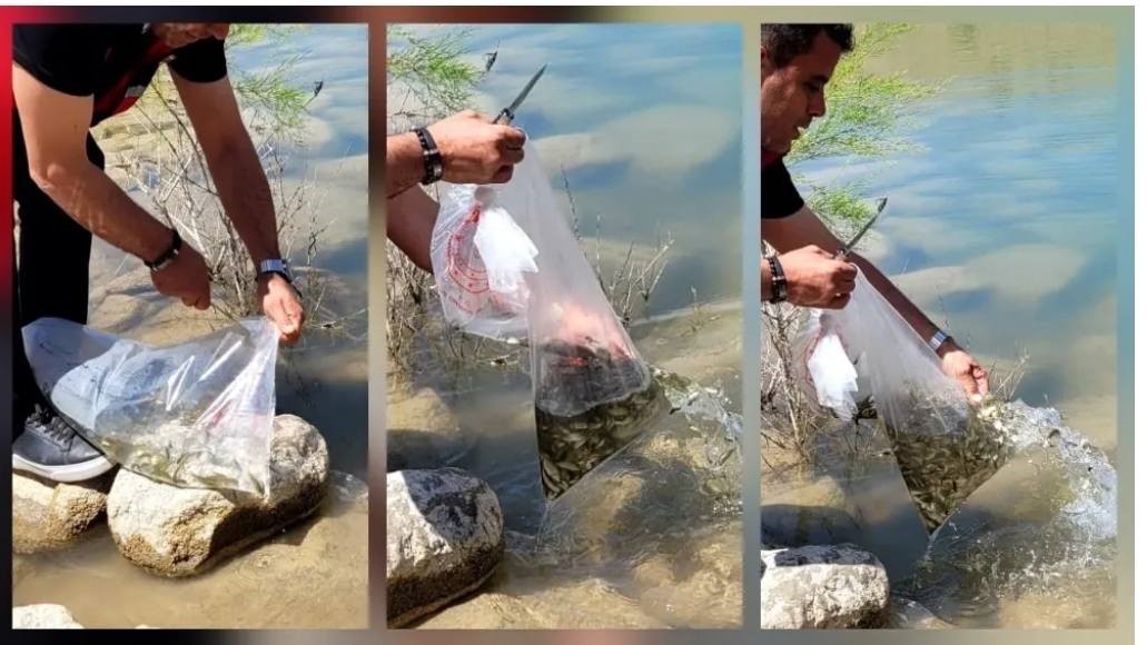 Çamardı’da göletlere yavru sazan bırakıldı