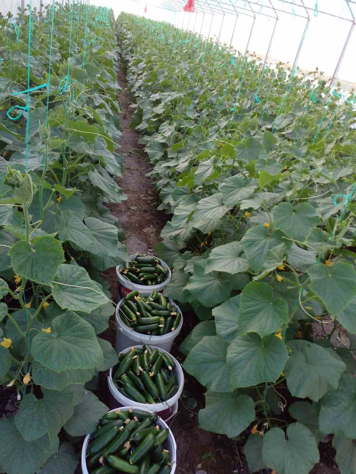 Niğde’de KOP destekli seralarda üretim başladı
