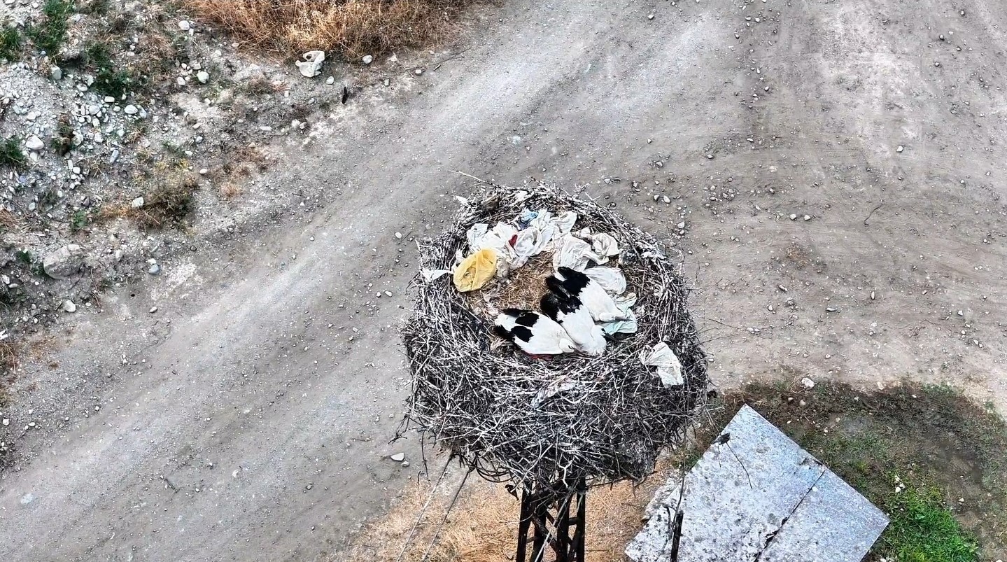 Leylek ailesi uyurken görüntülendi