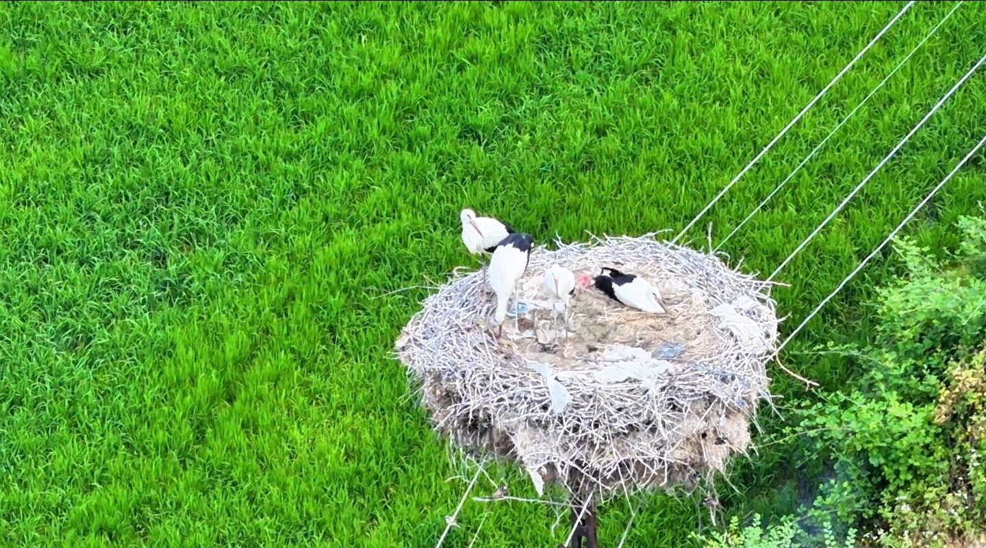 Leylek ailesi uyurken g&ouml;r&uuml;nt&uuml;lendi
