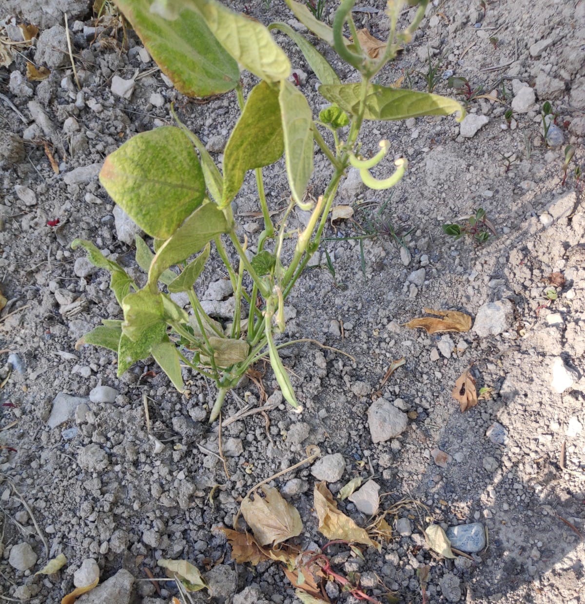 Denizli’de bir garip su kavgası
