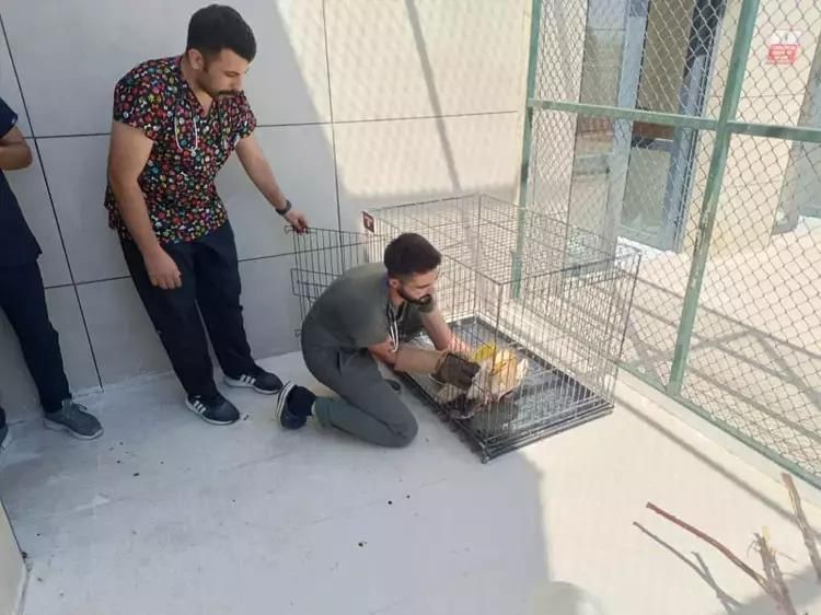 Siirt’te yaralı kuşlar tedavilerinin ardından yaşam alanlarına bırakıldı