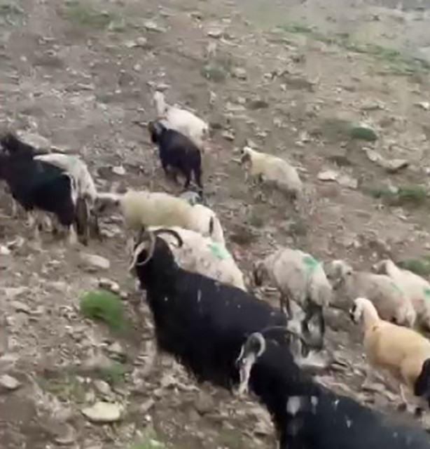 Tunceli&rsquo;de temmuz ayında kar ve dolu s&uuml;rprizi
