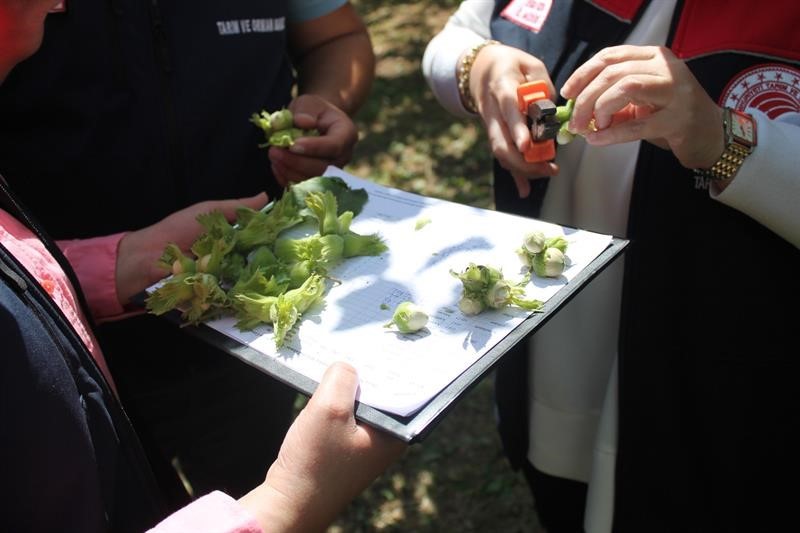 Düzce’de fındık rekolte tespiti sürüyor