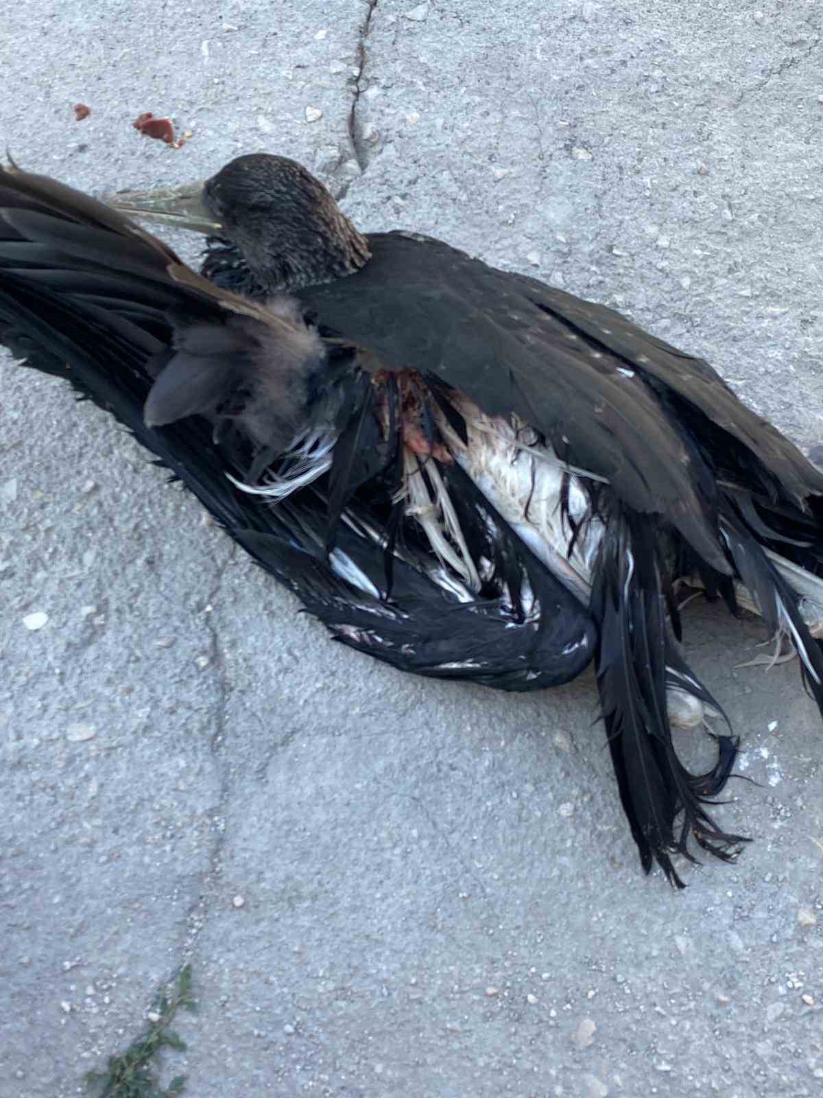 Havuza düşen yaralı leylek koruma altına alındı