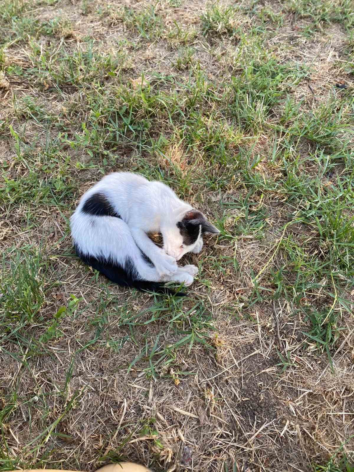 Yavru kedi ölümden döndü: Veteriner hekimden önemli uyarı
