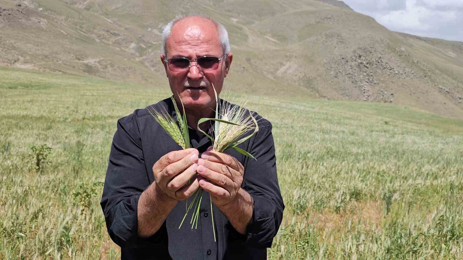 Adilcevaz’da aşırı soğuktan dolayı buğday başakları boş kaldı