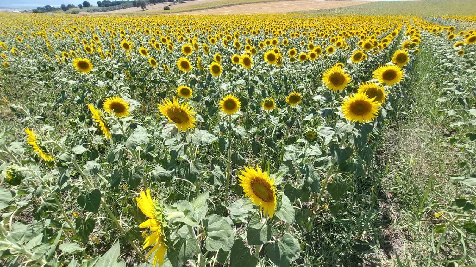 Karacabey ovası sarıya b&uuml;r&uuml;nd&uuml;
