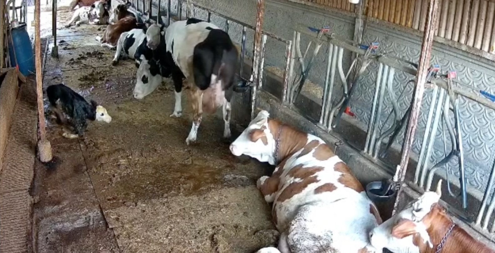 Zincirli anne ile yeni doğan buzağının kavuşma m&uuml;cadelesi
