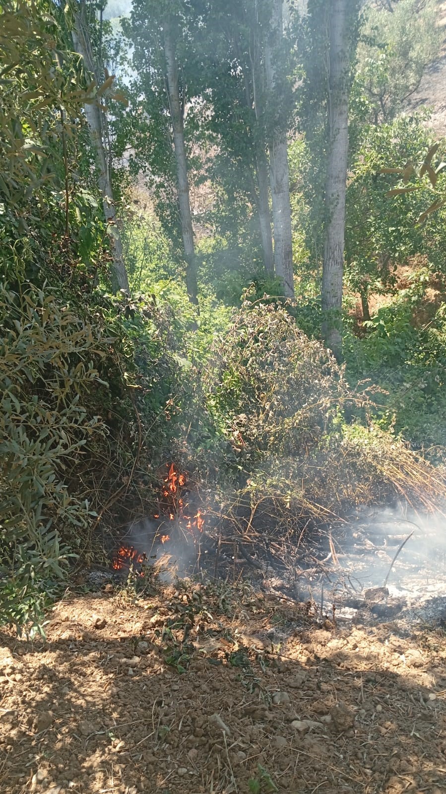İznik’te orman yangını büyümeden söndürüldü