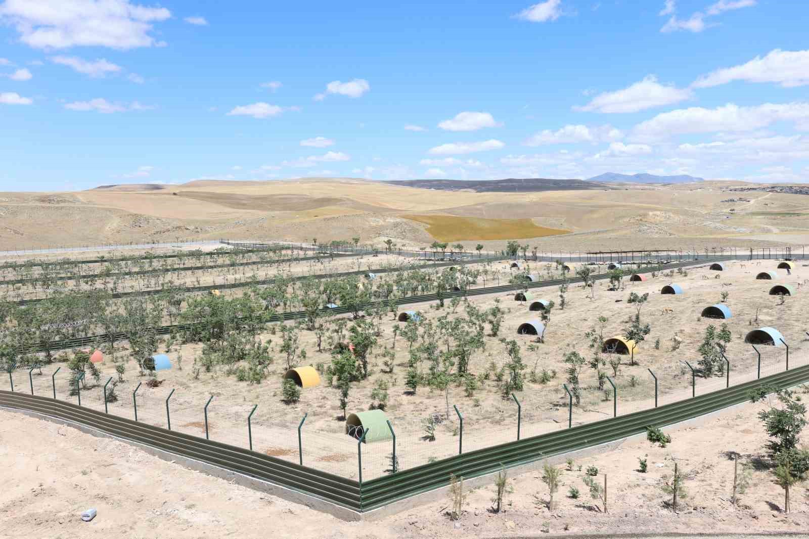 Aksaray’da sahipsiz hayvanlar yeni yuvalarına kavuştu