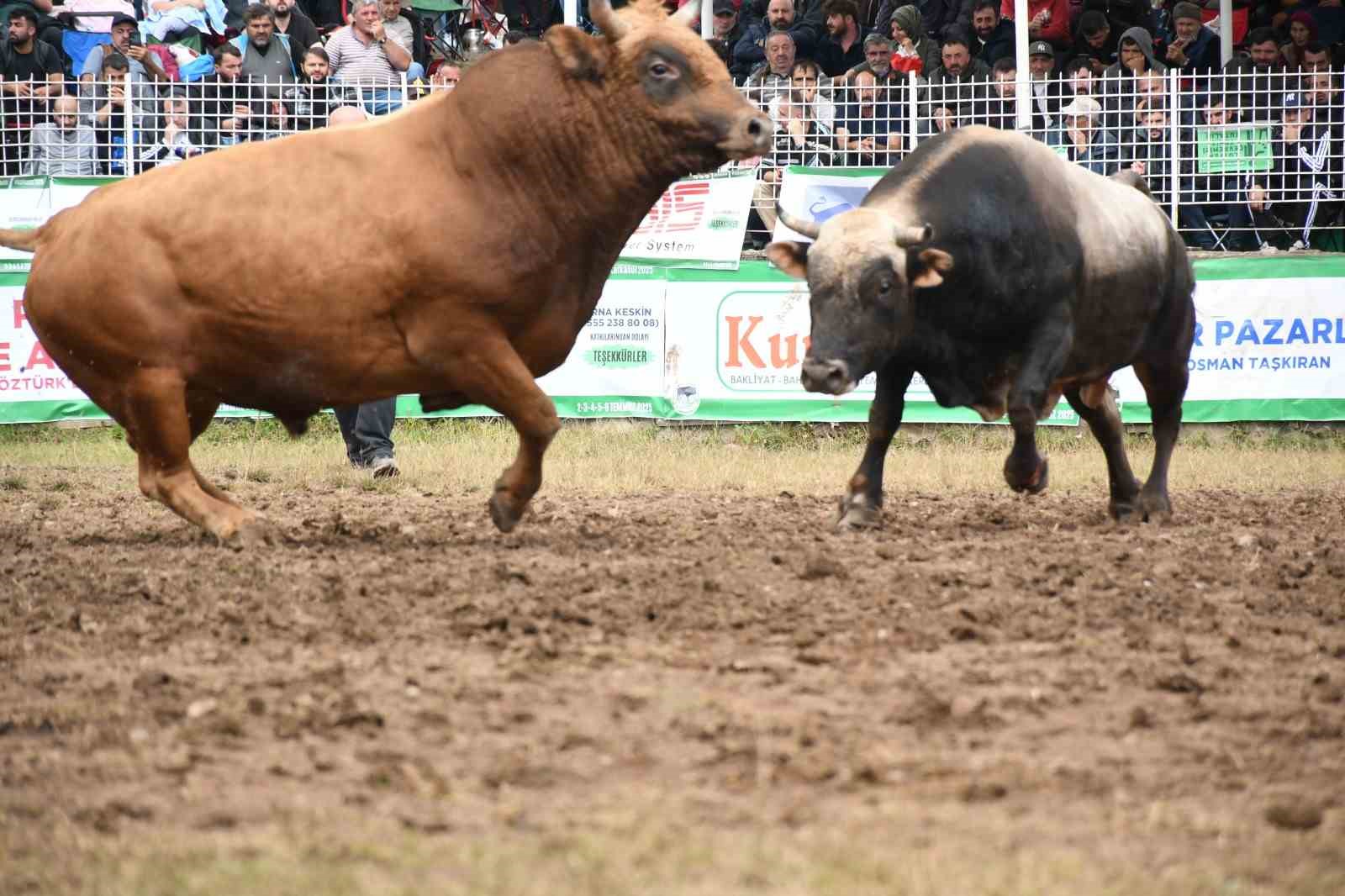 Artvin’in Kafkasör Yaylası’nda boğaların 44. randevusu nefes kesti