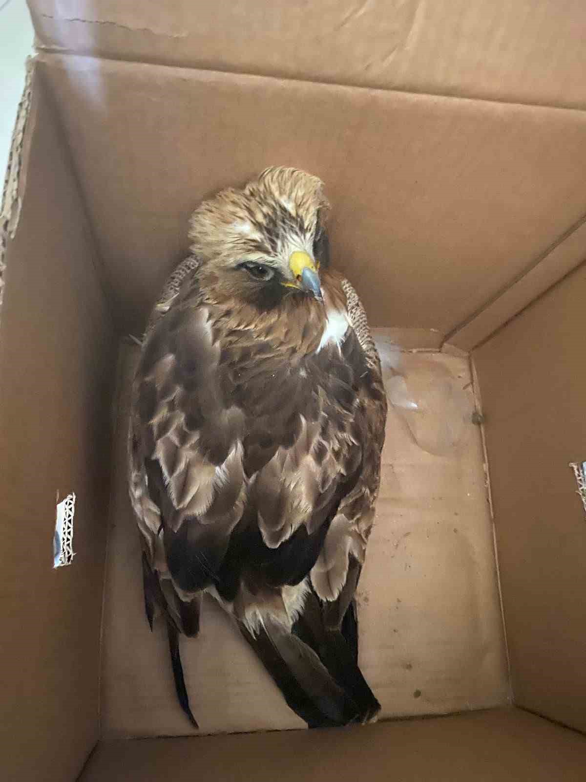 Yaralı halde bulunan kızıl şahin koruma altına alındı