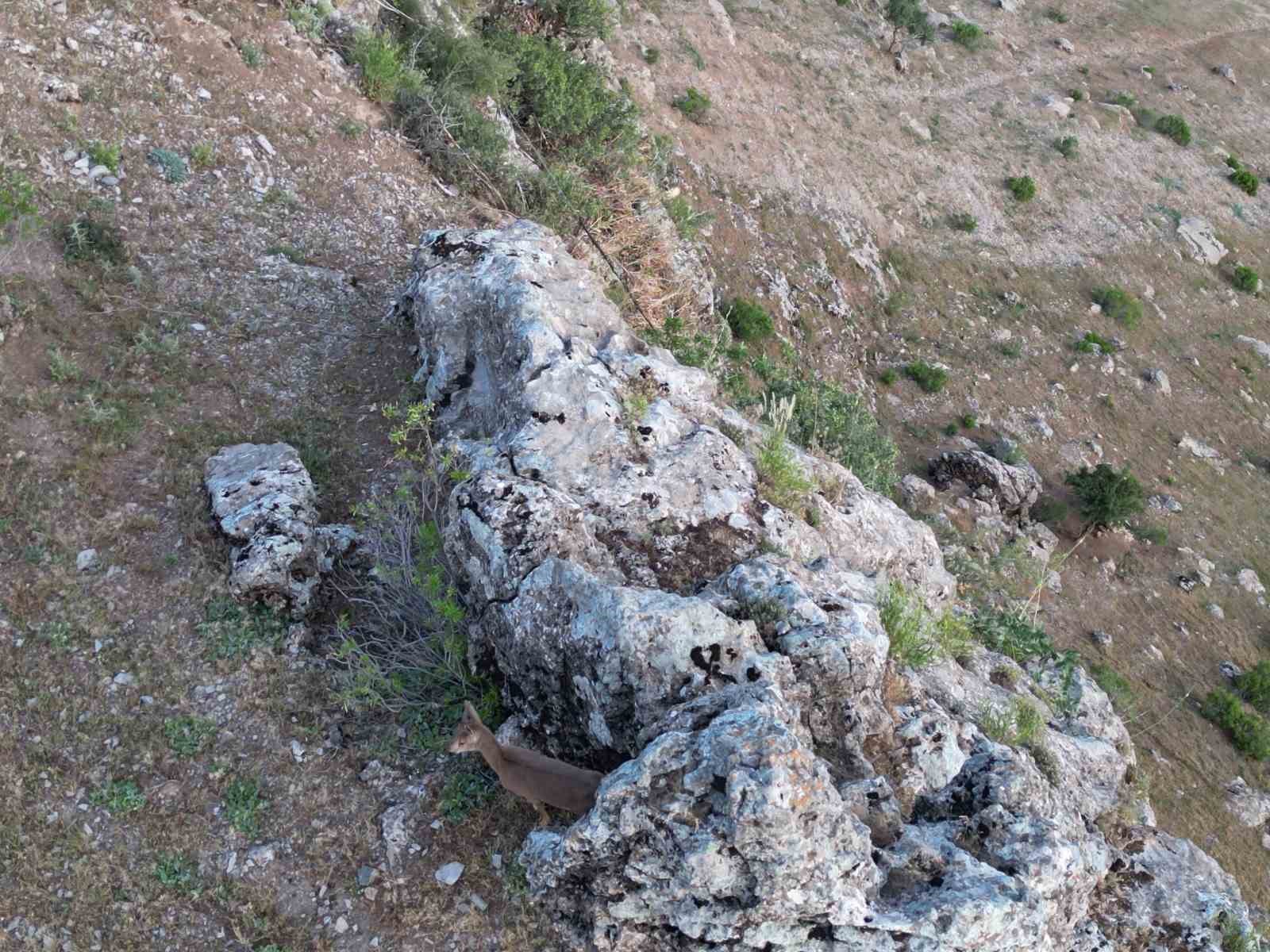 Dağ ke&ccedil;ileri k&ouml;ye indi
