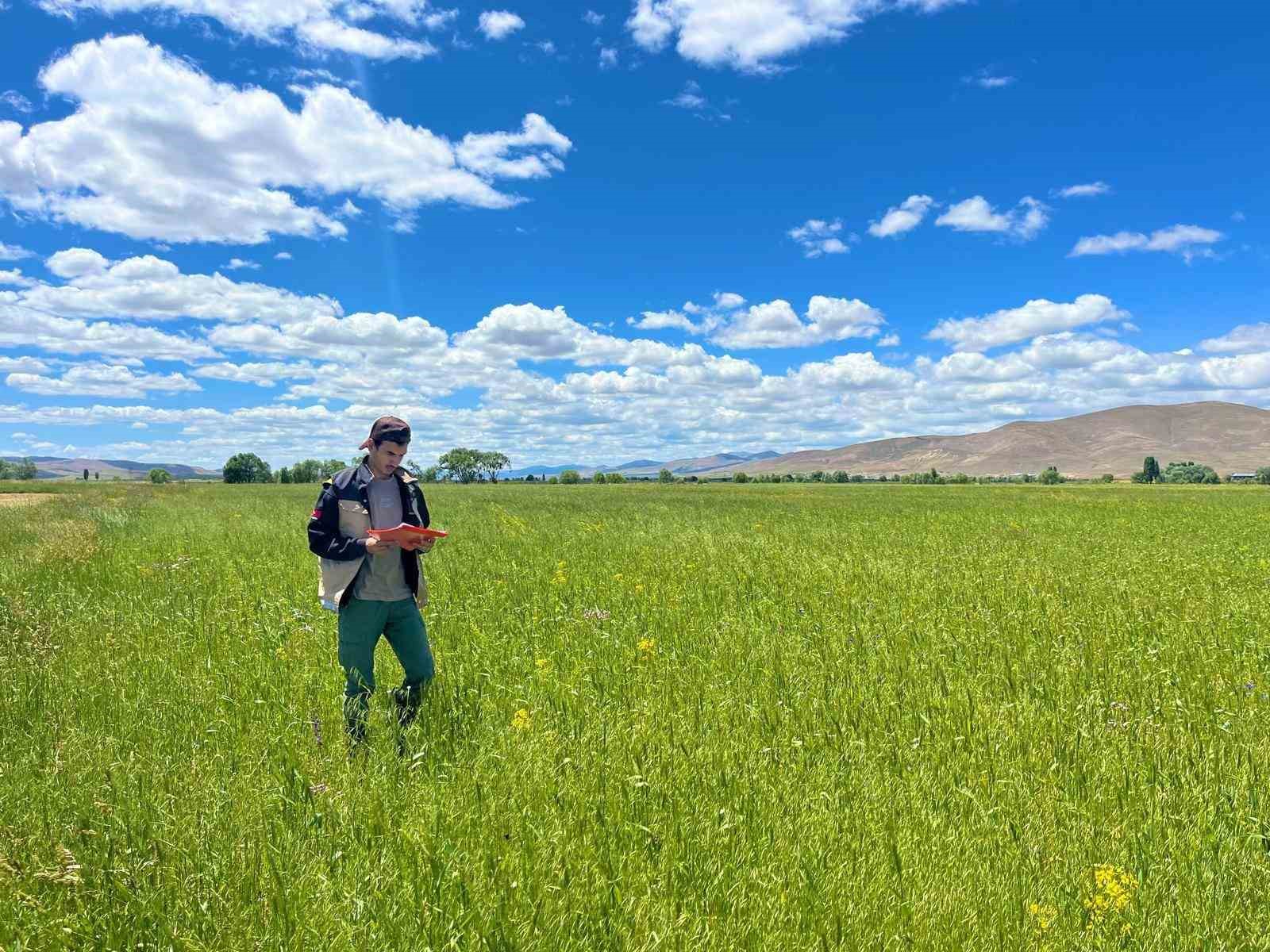 Bayburt’ta yem bitkileri ekim alanı tespit çalışmaları devam ediyor