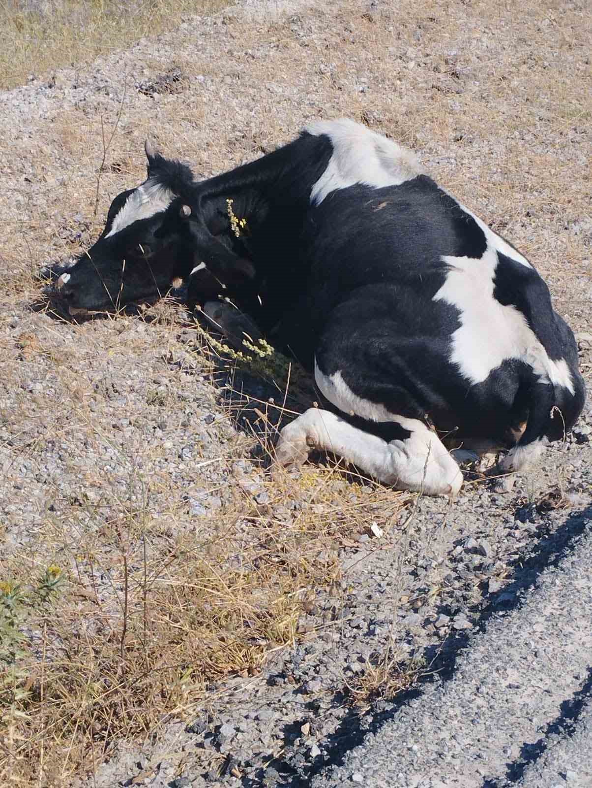 Balya&rsquo;da ara&ccedil; ineğe &ccedil;arptı
