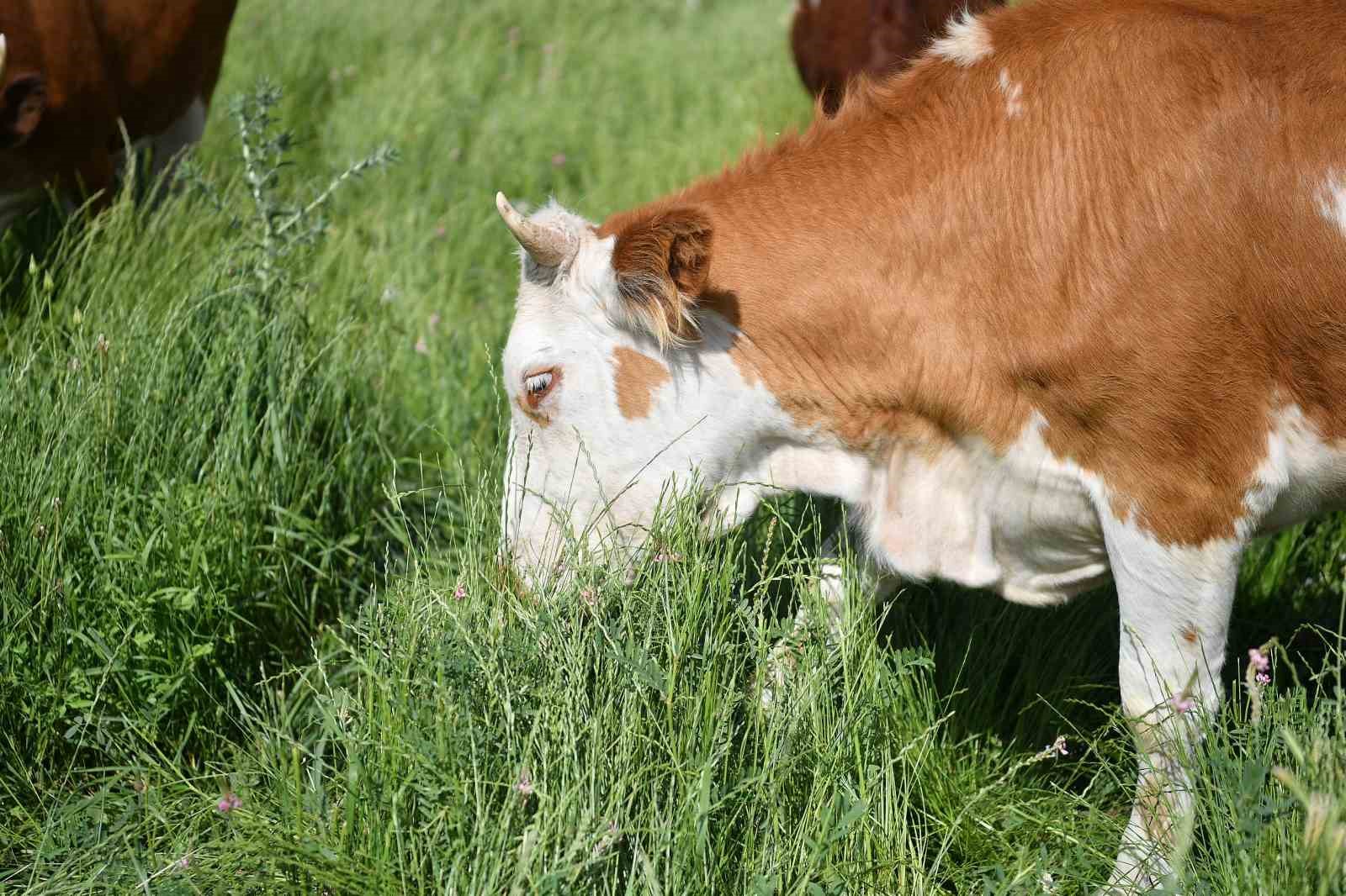 Büyükşehirin mera vasfı kazandırdığı 400 dekar alanda bin 500 büyükbaş otluyor
