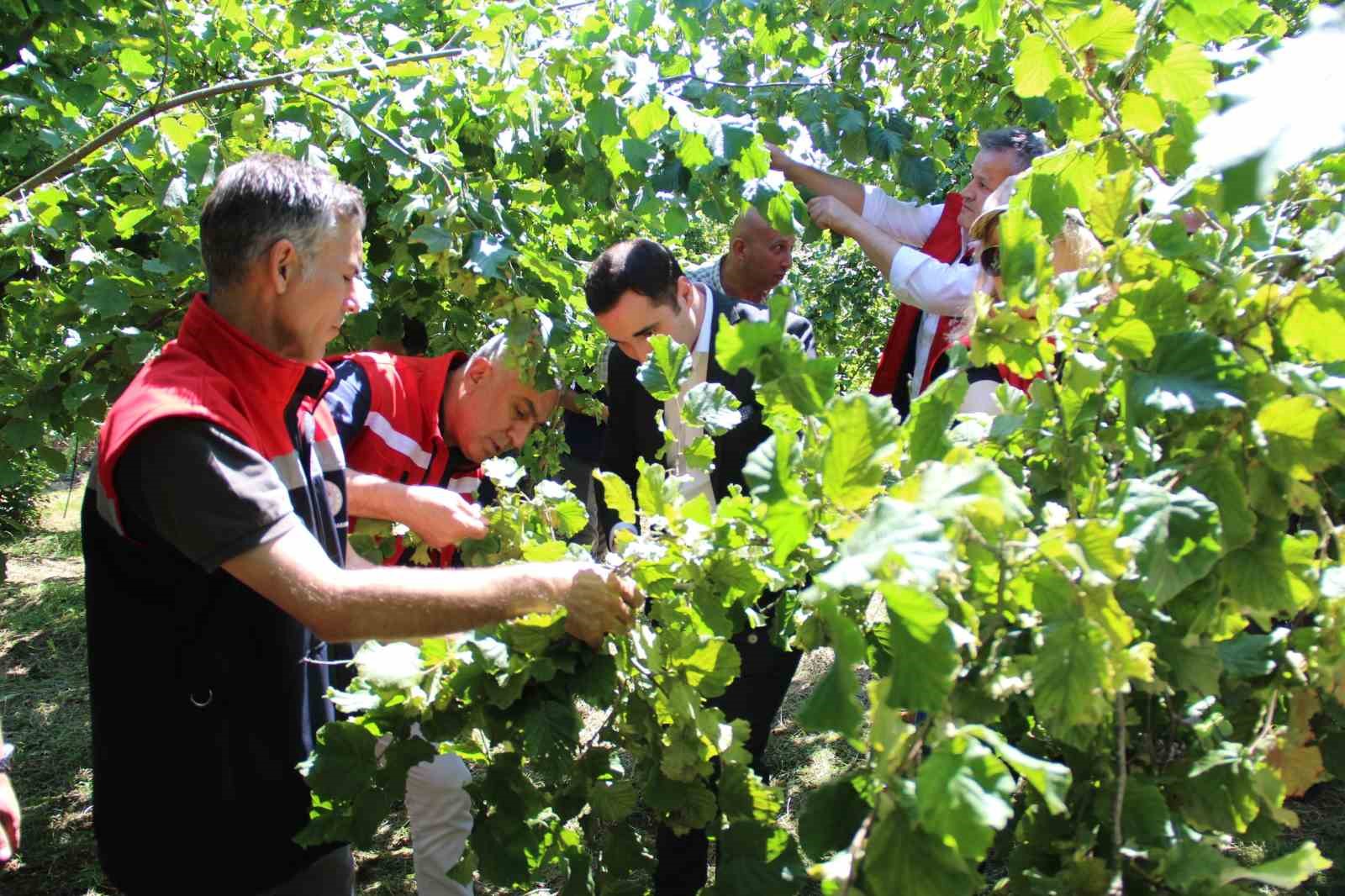 Türkiye’de en çok fındık üretilen ikinci il olan Samsun’da rekolte tahmini çalışmaları