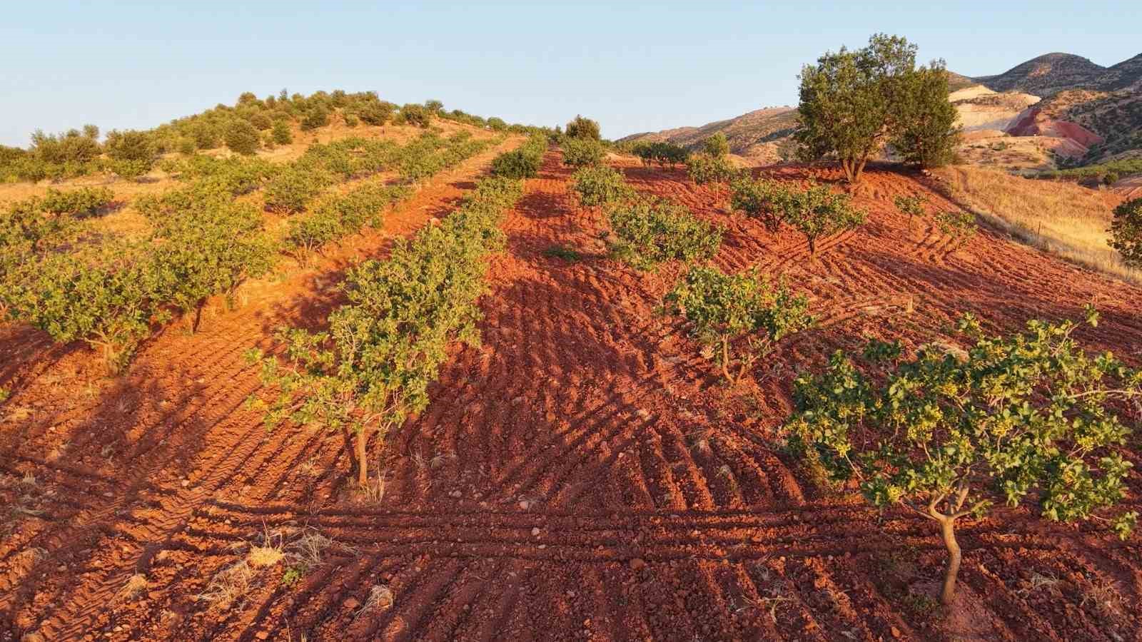 Siirt’te fıstık aşılama çalışmaları sürüyor
