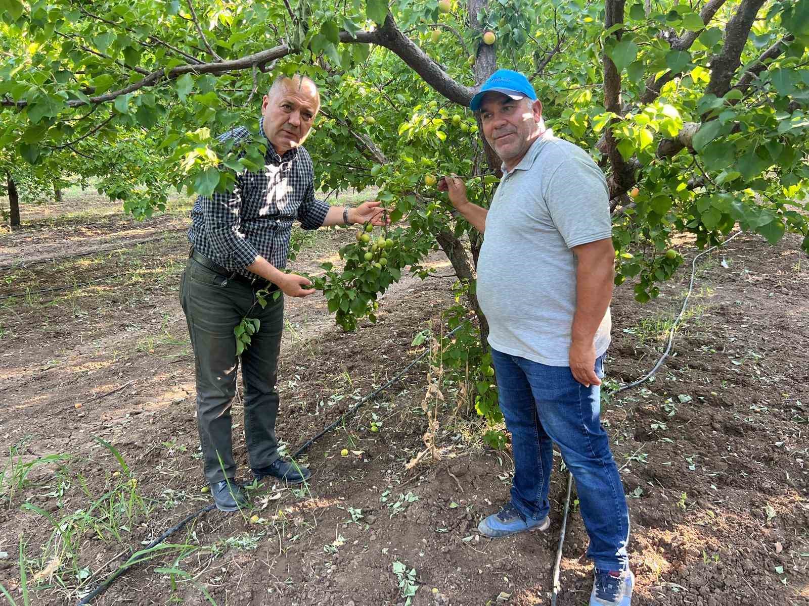 İspanya modeliyle 2 milyon liralık kayısısını kurtardı 