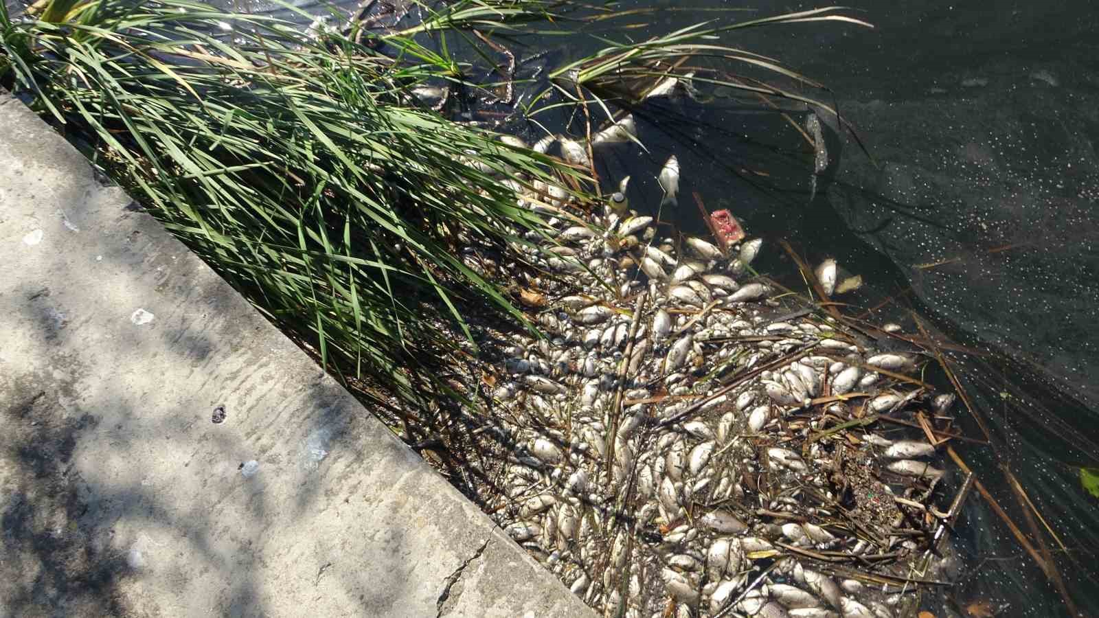 Maltepe Süreyyapaşa Barajı’nda şüpheli balık ölümleri vatandaşları endişelendiriyor