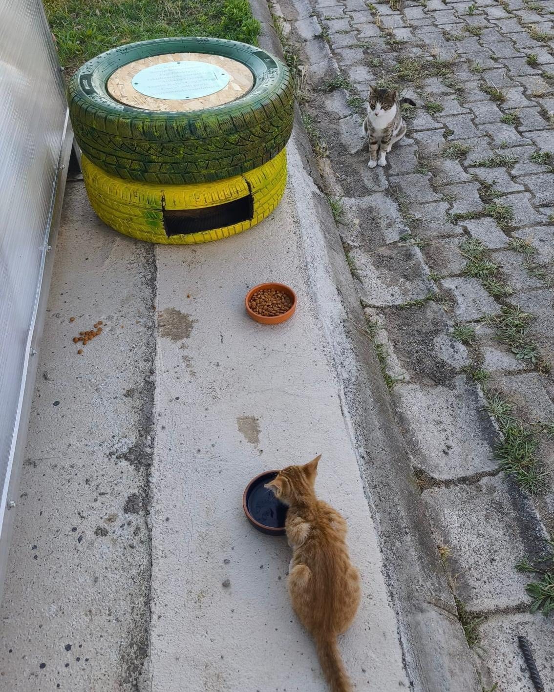 Atıklardan kedilere sıcak yuva