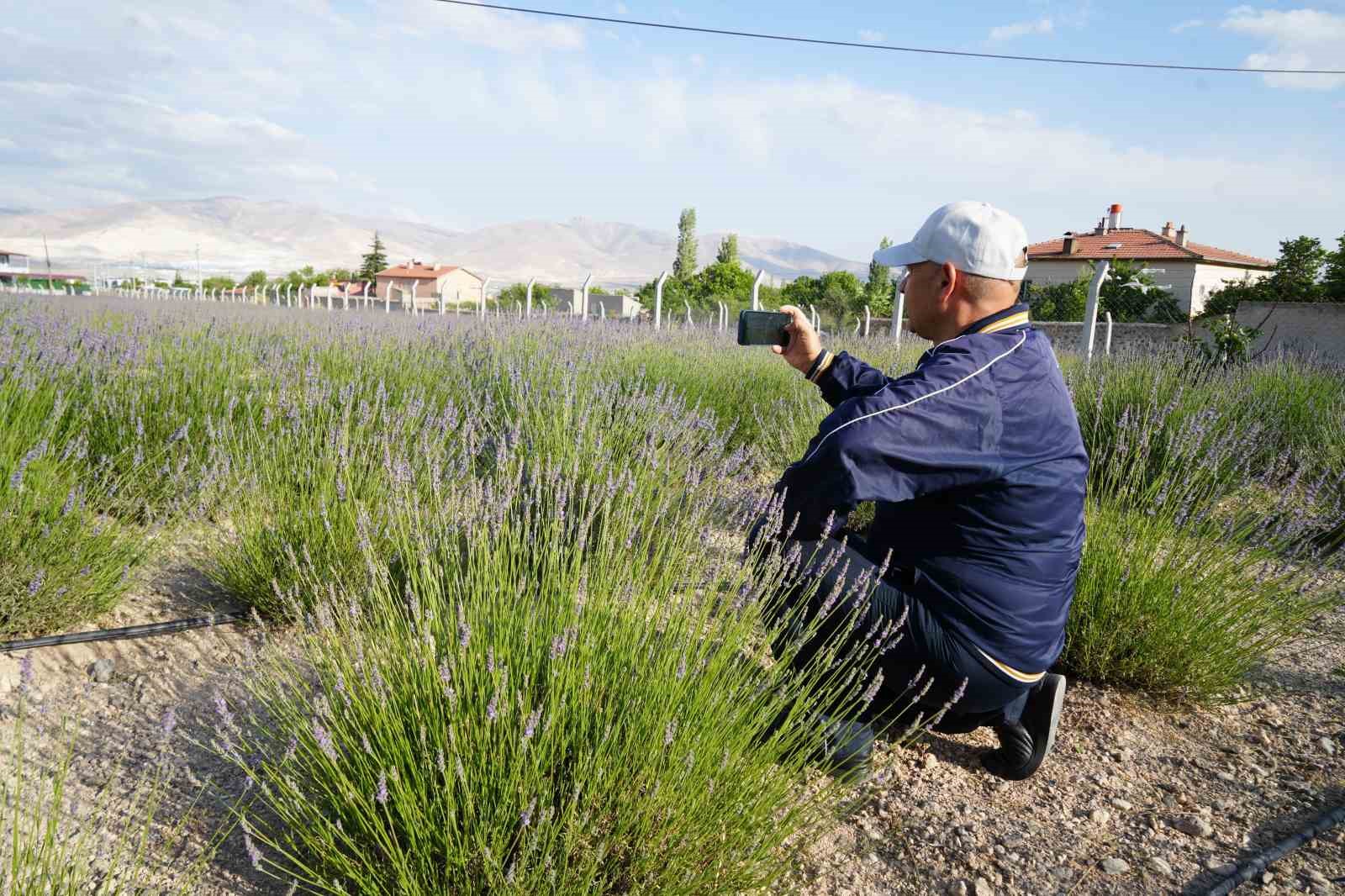 Köyde ’lavanta bahçesi’ turizmi