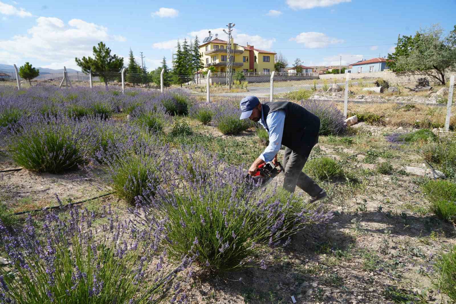 K&ouml;yde &rsquo;lavanta bah&ccedil;esi&rsquo; turizmi
