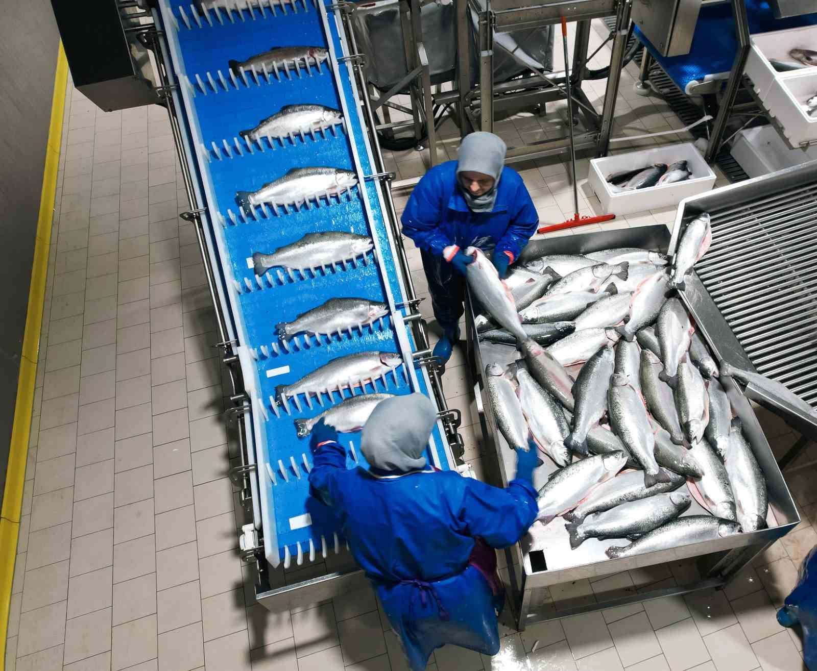 Samsun, su ürünleri ihracatında çıtayı yükseltiyor