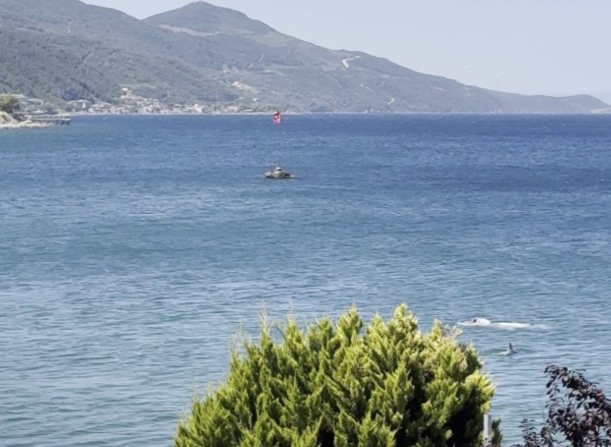 Yalova’da yunusun yüzen vatandaşla burun buruna geldiği anlar kamerada