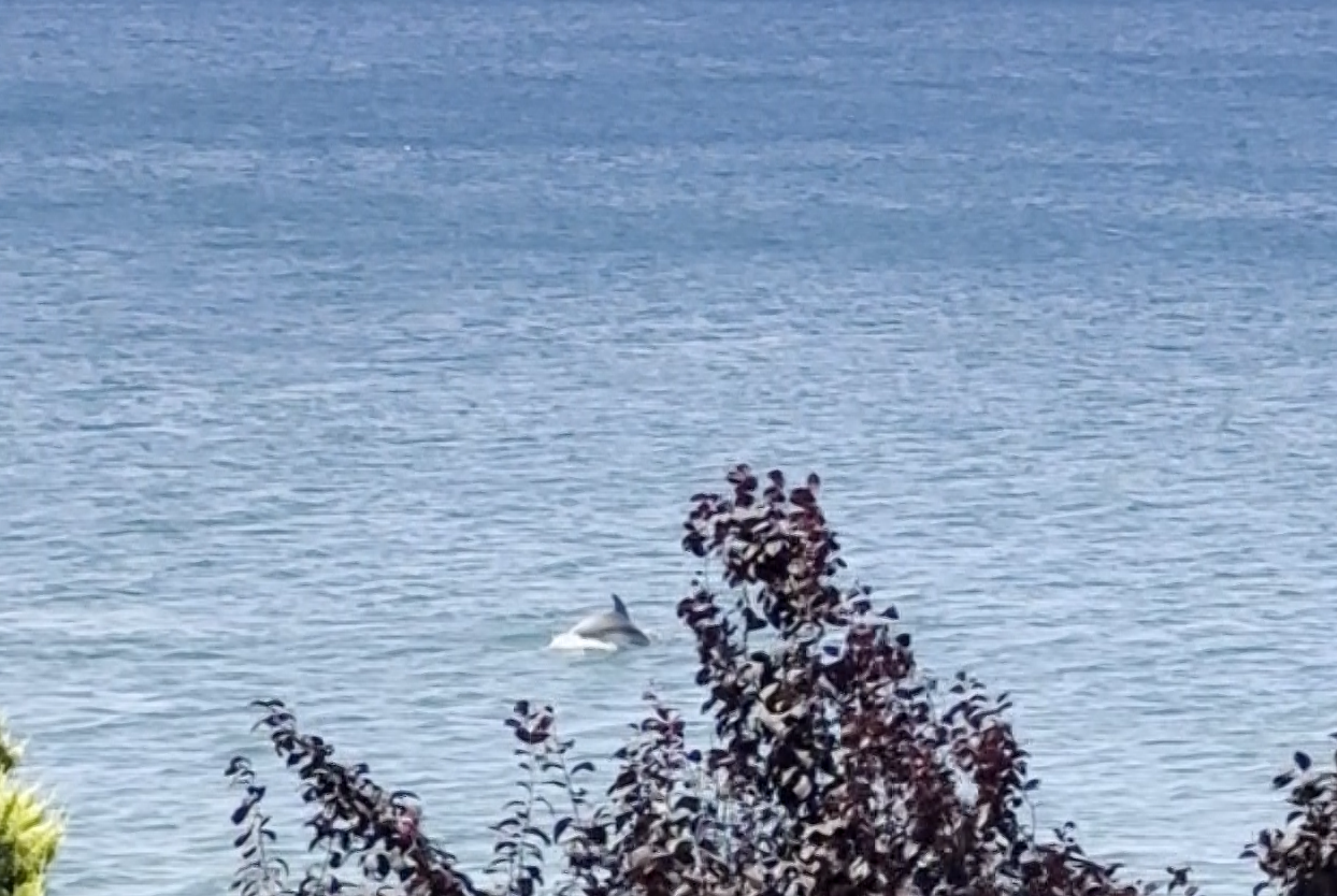 Yalova’da yunusun yüzen vatandaşla burun buruna geldiği anlar kamerada