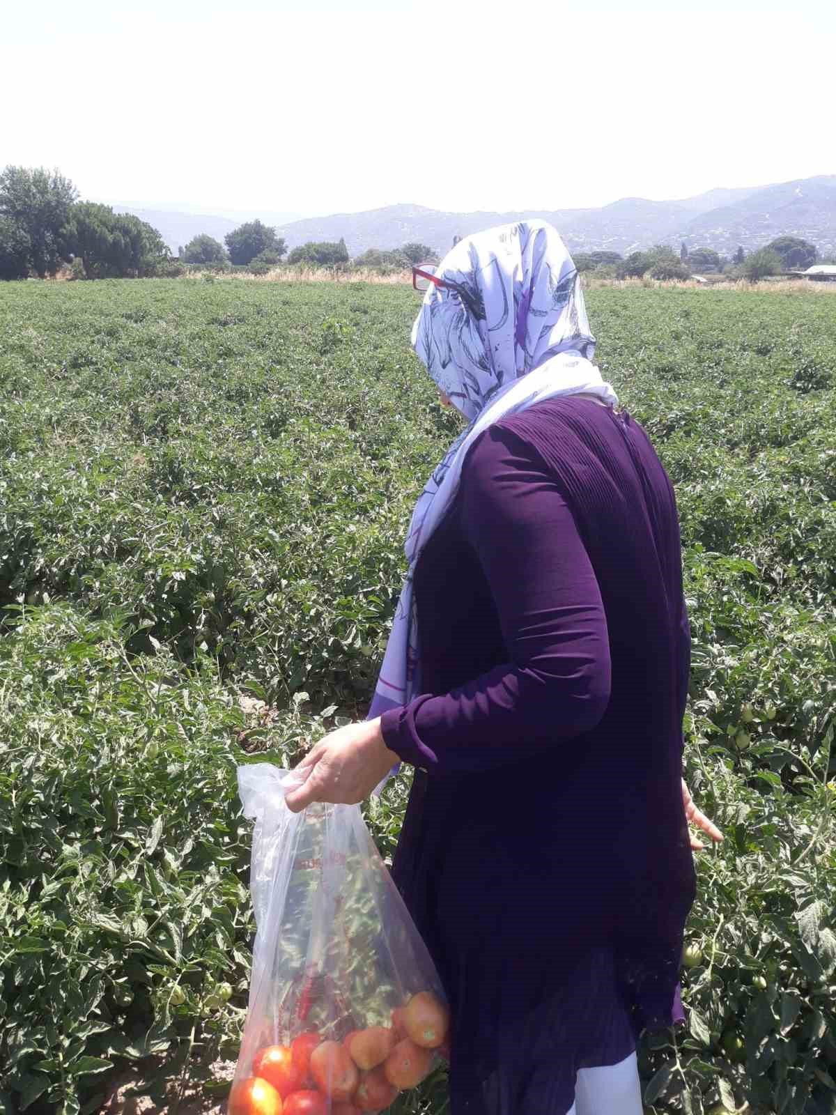 S&ouml;ke&rsquo;de hasat &ouml;ncesi pestisit kontrol&uuml; yapıldı
