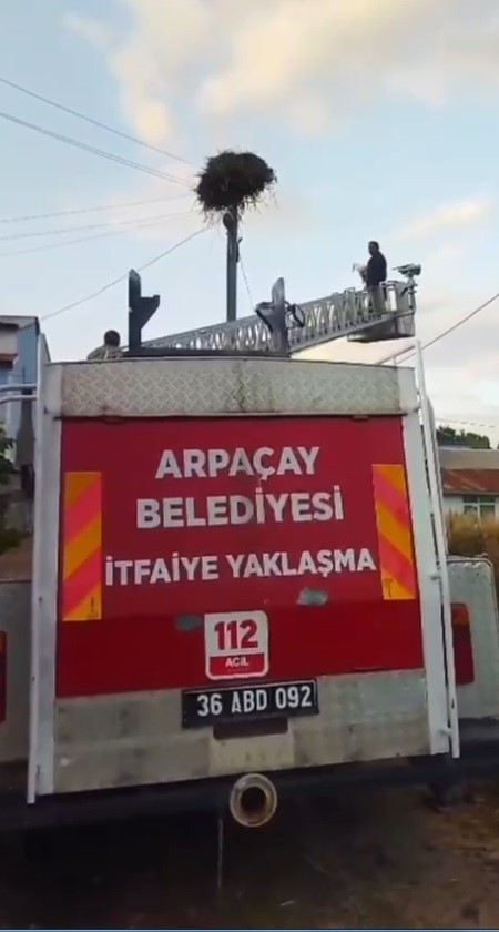 Kars’ta yuvadan düşen yavru leylek, yeniden yuvasına konuldu