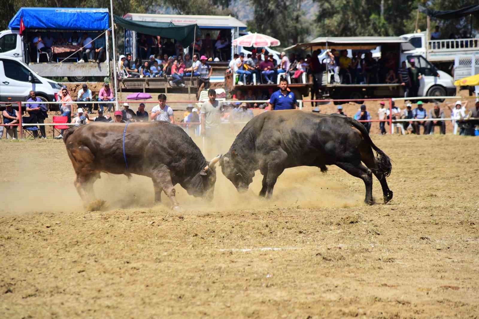 Şap hastalığı tedbirleri kapsamında boğa güreşleri ertelendi