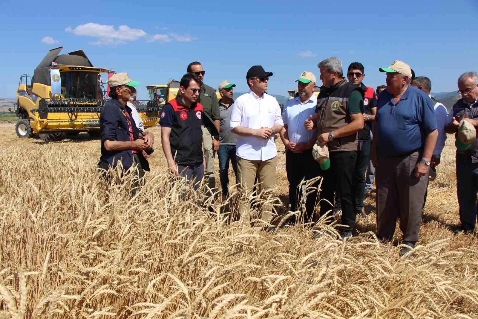 Gökhöyük’te 4 bin ton tohumluk buğday üretimi bekleniyor