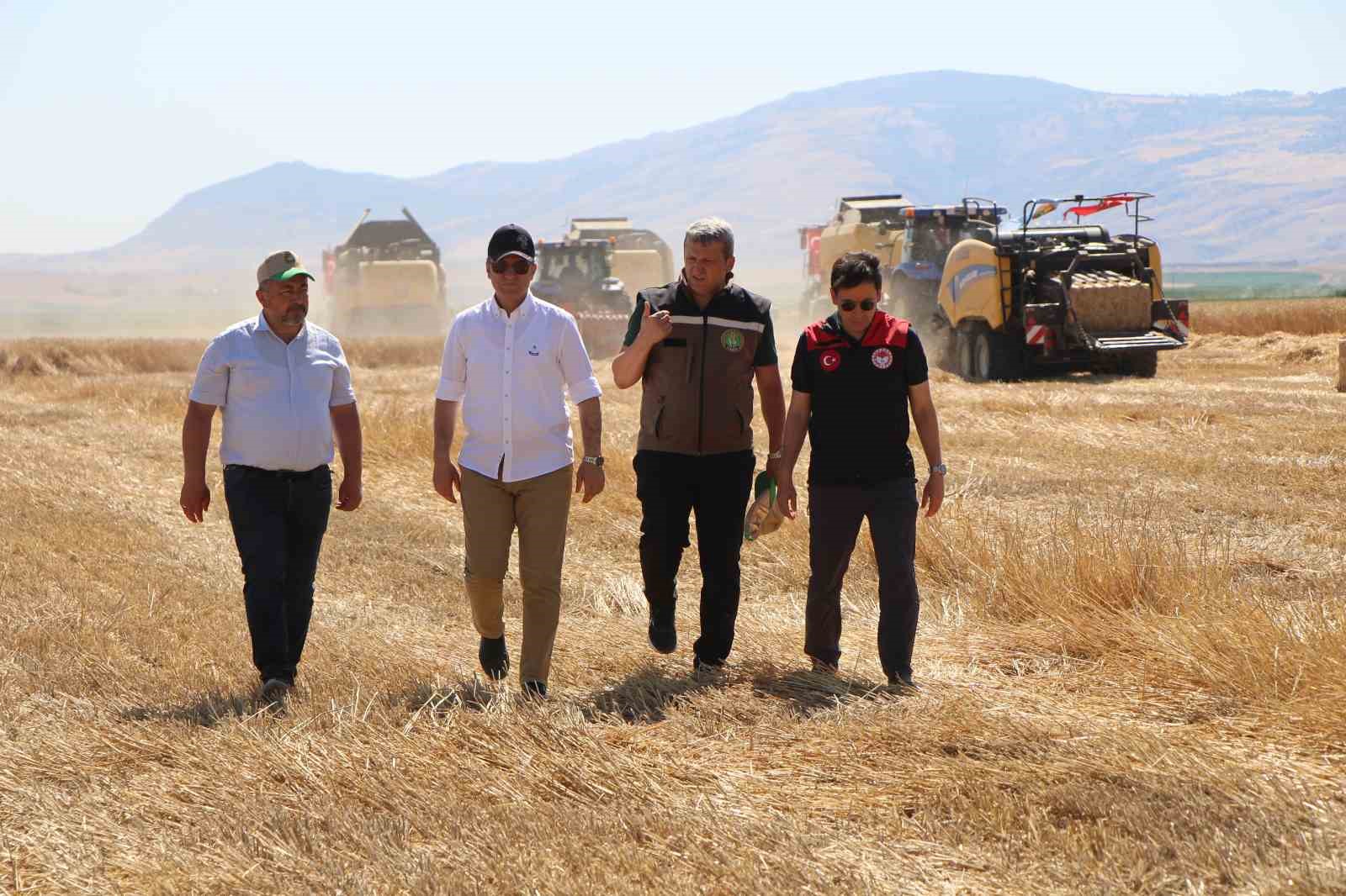 Gökhöyük’te 4 bin ton tohumluk buğday üretimi bekleniyor
