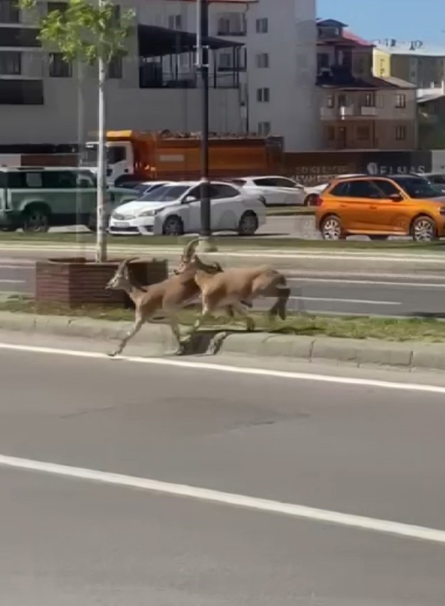Dağların eşsiz tırmanıcıları yolunu şaşırıp kent merkezine indi