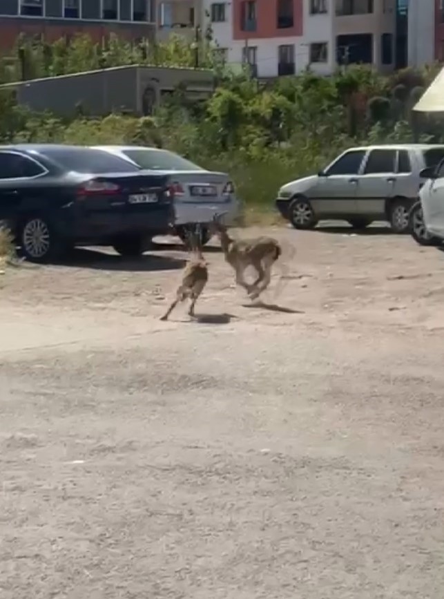 Dağların eşsiz tırmanıcıları yolunu şaşırıp kent merkezine indi