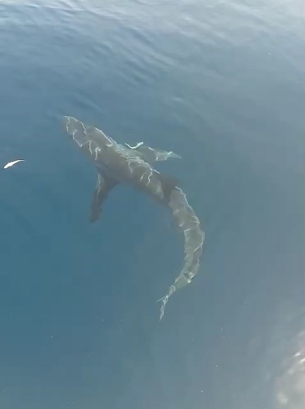 Balıkçılar Saros Körfezi’nde köpekbalığı görüntüledi