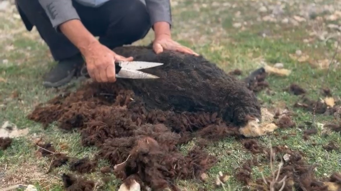 Diyadin&rsquo;de geleneksel koyun kırkımı devam ediyor
