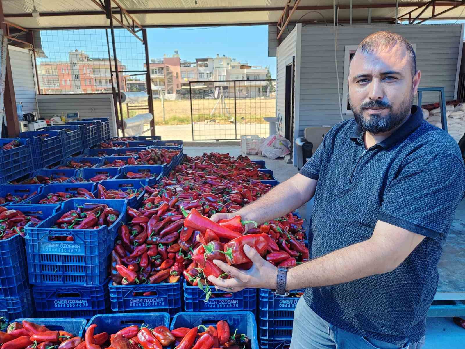 Salçalık biber sezonu başladı
